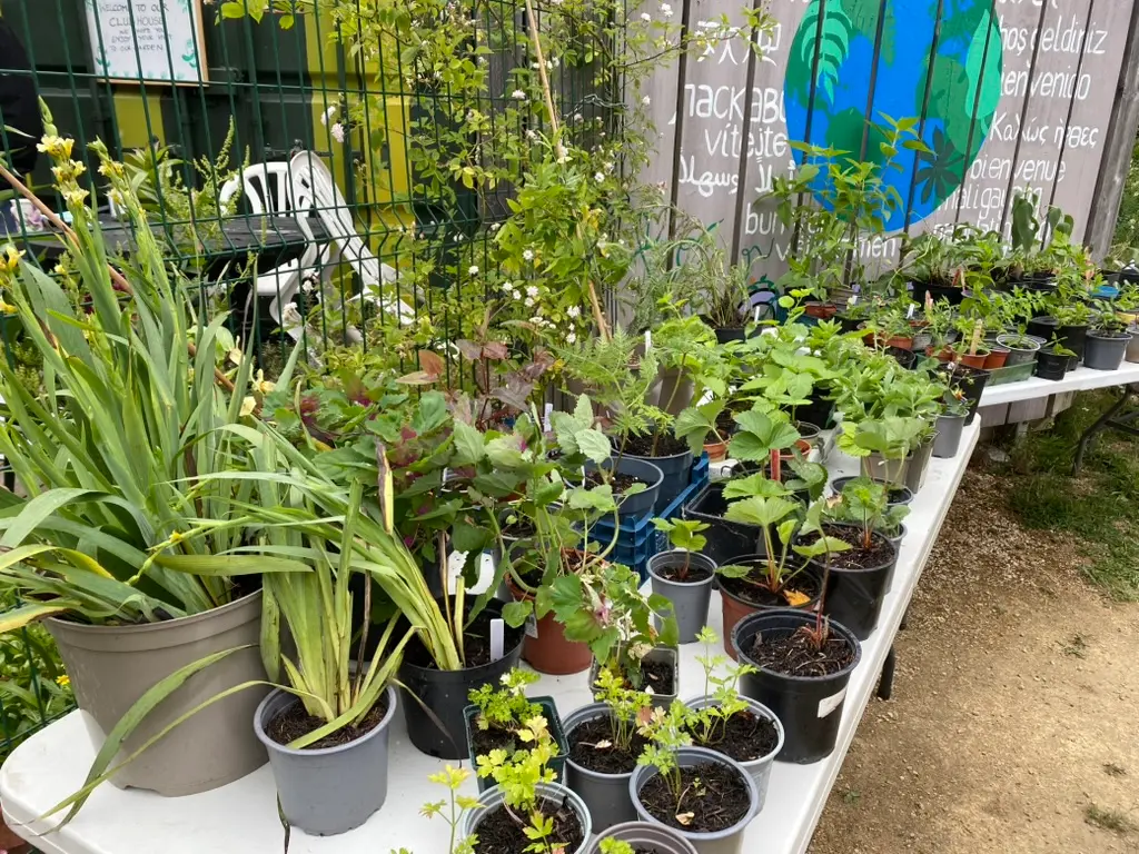 alt="a selection potted plants and plugs on a table"
